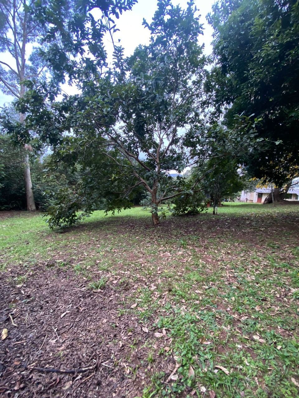 Terreno, 2381 m² - Foto 5