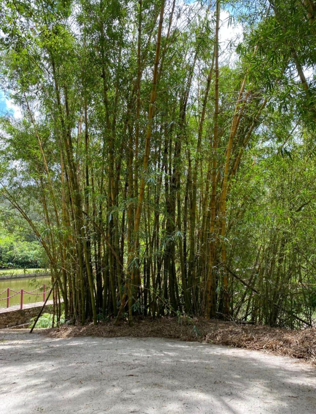 Chácara, 5 quartos, 33 hectares - Foto 9