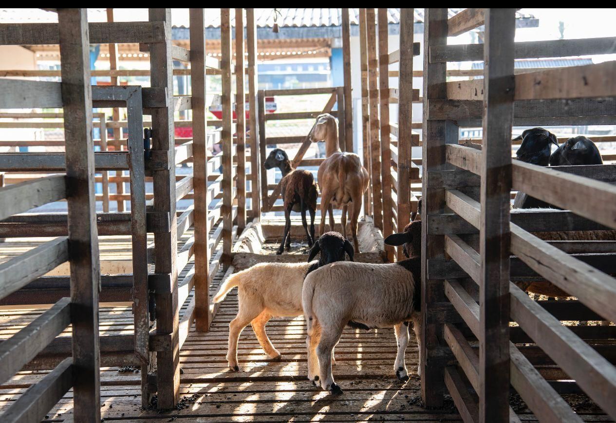 Fazenda/Sítios/Chácaras de 4 quartos, no bairro Zona Rural, em Bacabeira | Eu Corretor