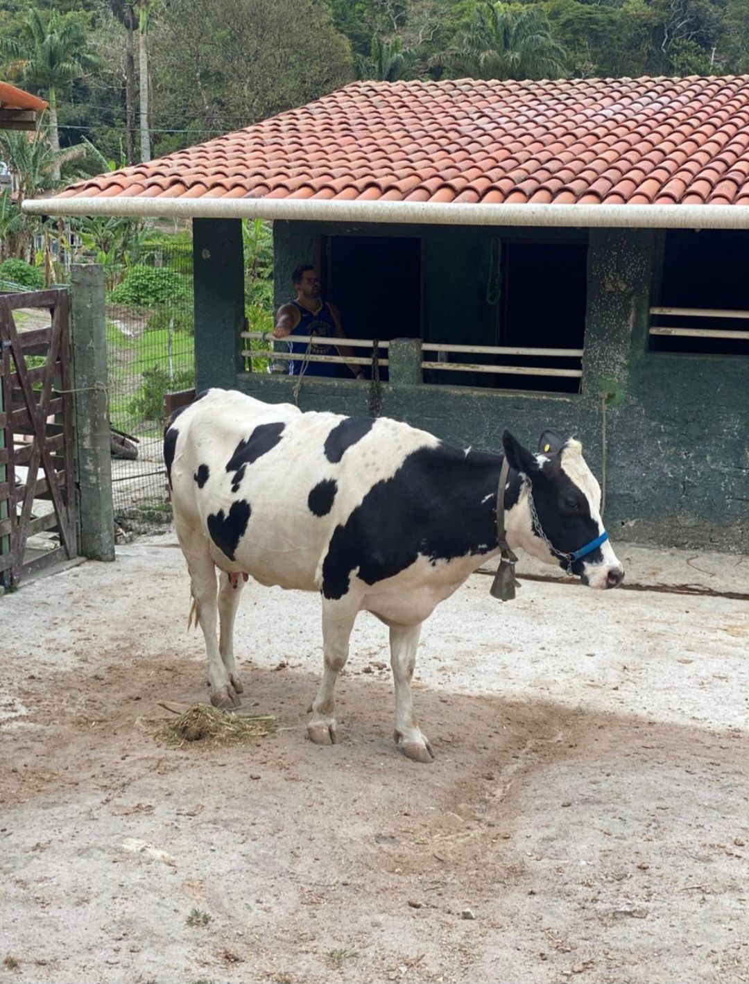 Chácara, 5 quartos, 33 hectares - Foto 11