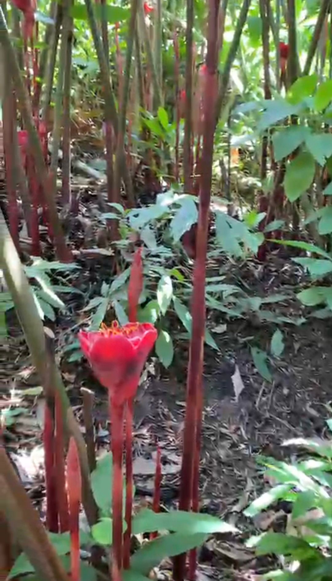 Chácara, 5 quartos, 33 hectares - Foto 38