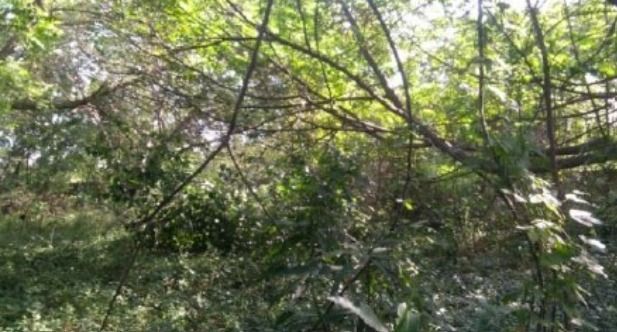 Terreno, 1506 m² - Foto 4