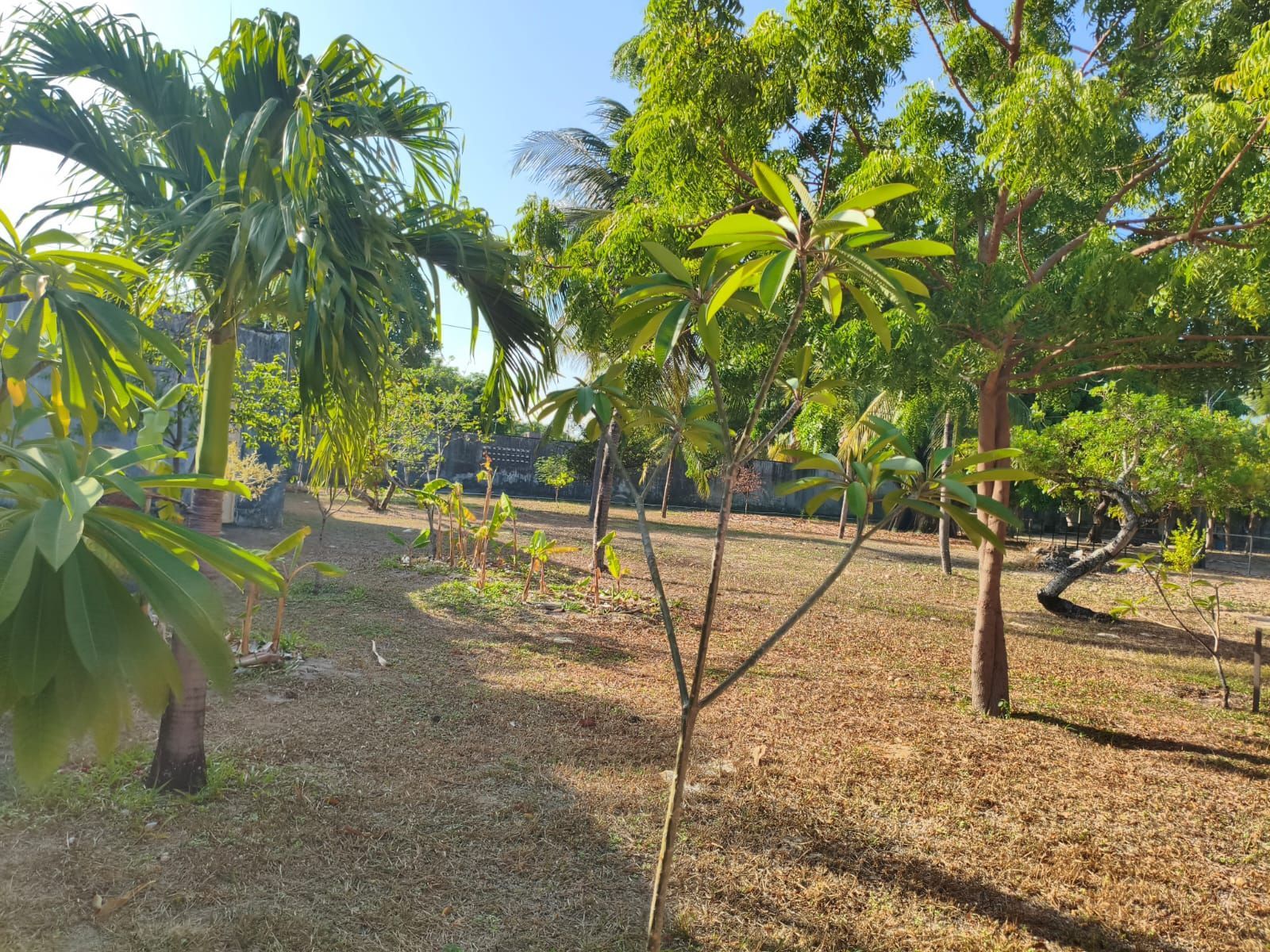 Chácara, 3 quartos, 2 hectares - Foto 7