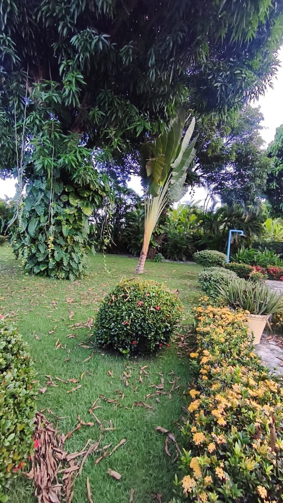 Chácara, 6 quartos, 2 hectares - Foto 19