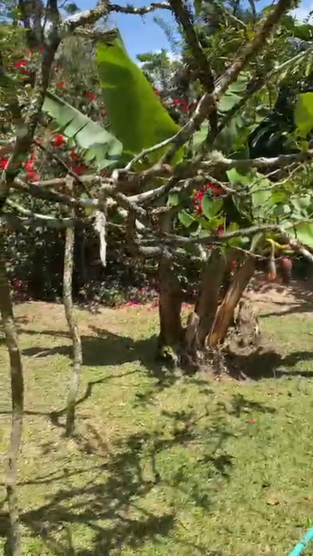 Chácara, 5 quartos, 33 hectares - Foto 43
