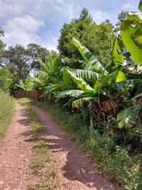 Fazenda à venda com 1 quarto, 100m² - Foto 4