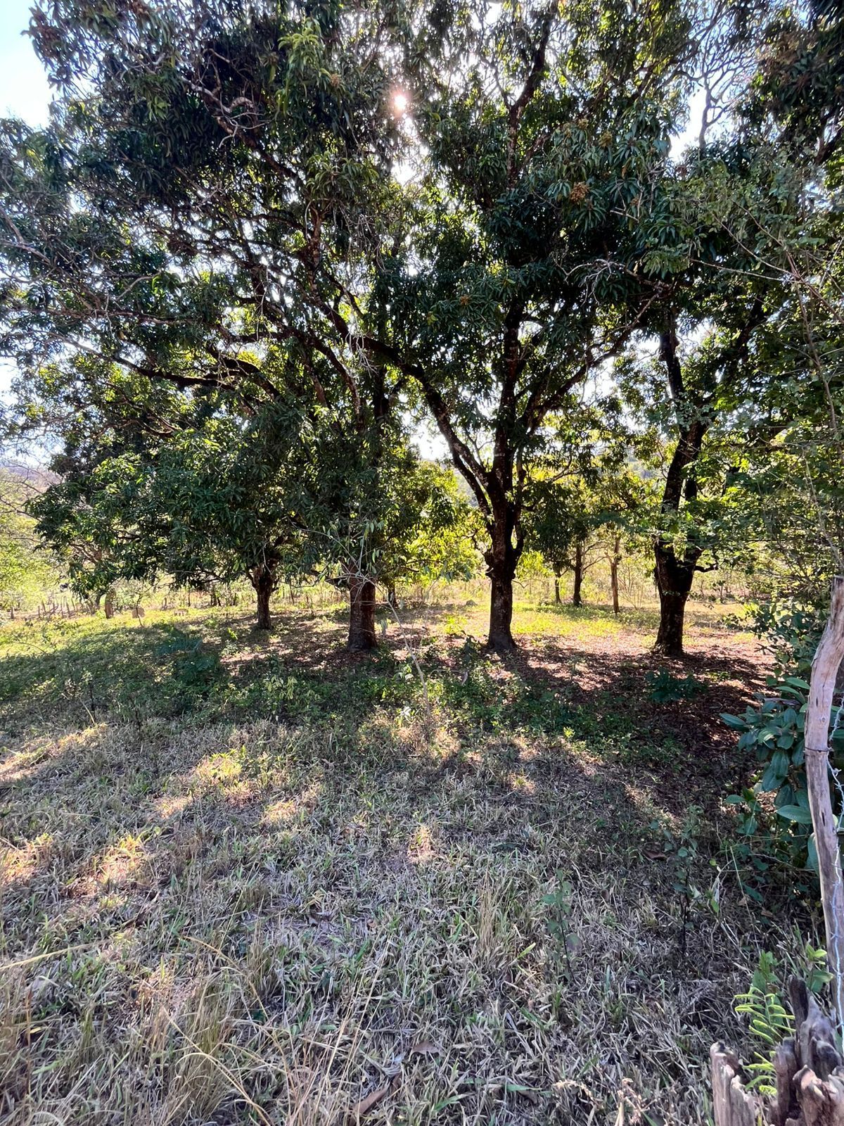 Foto 2 — Sítio para venda e locação no bairro Jardim Ipê em Pedro Leopoldo