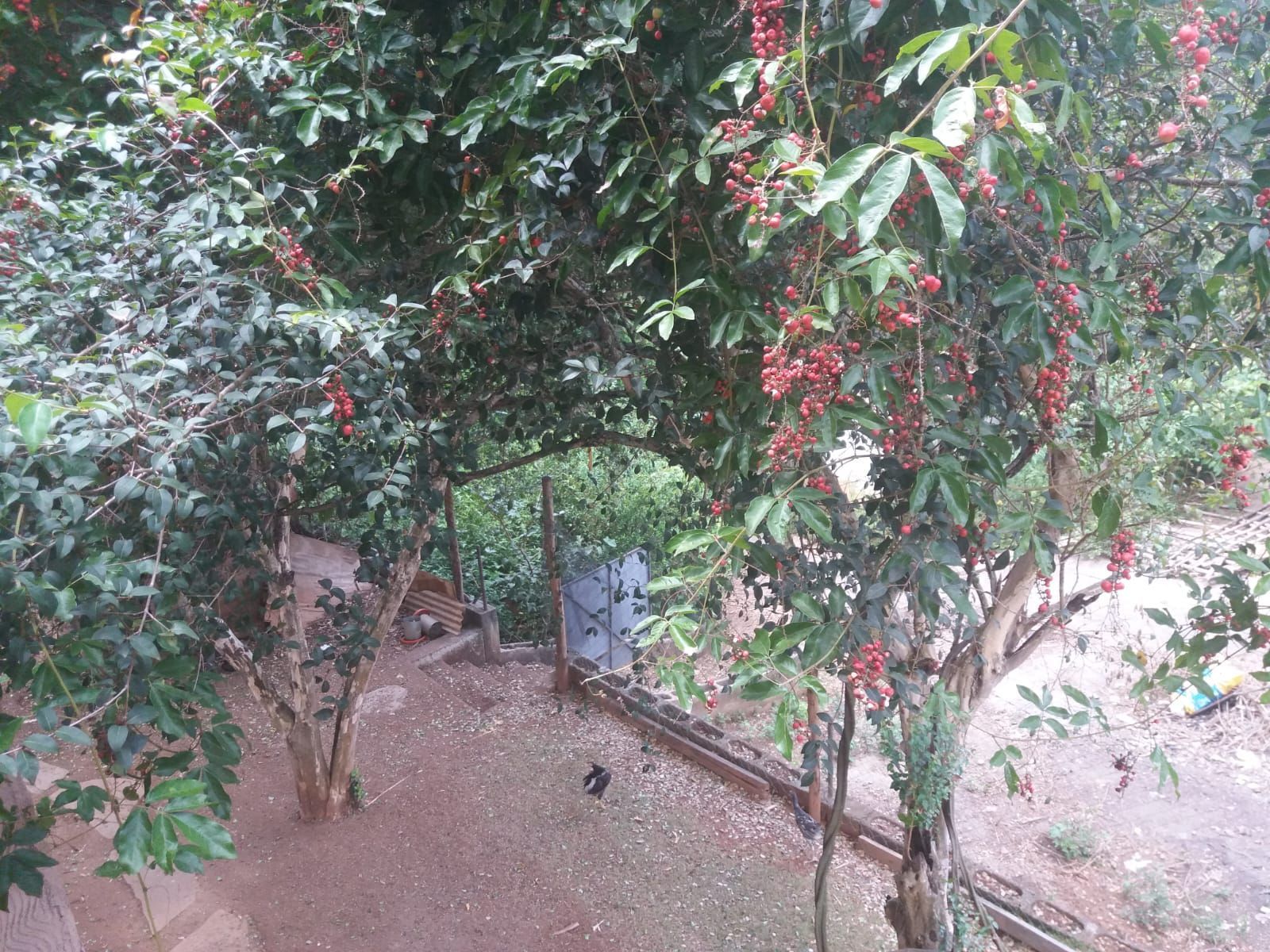 Foto 2 — Terreno de 14mil m² na MG-424 em Pedro Leopoldo