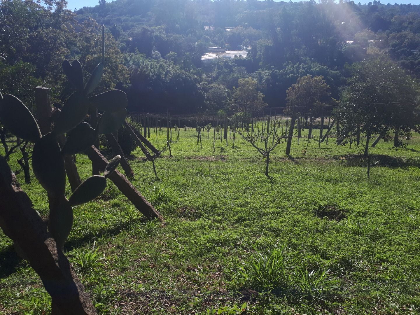 Terreno, 6390 m² - Foto 4