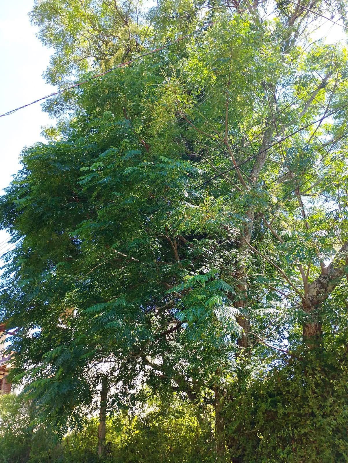 Terreno, 600 m² - Foto 2