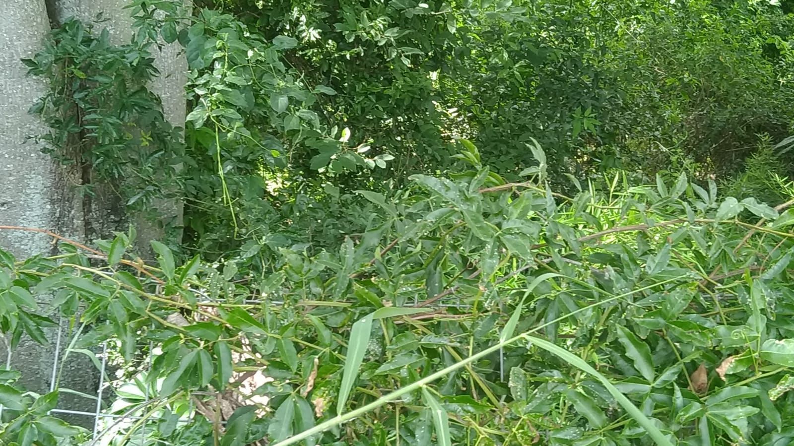 Terreno, 3597 m² - Foto 4