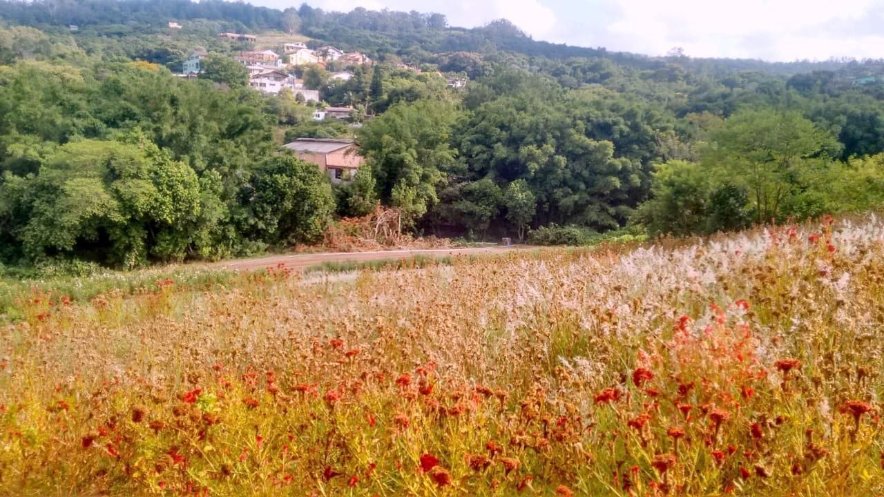 Terreno, 1 hectares - Foto 10