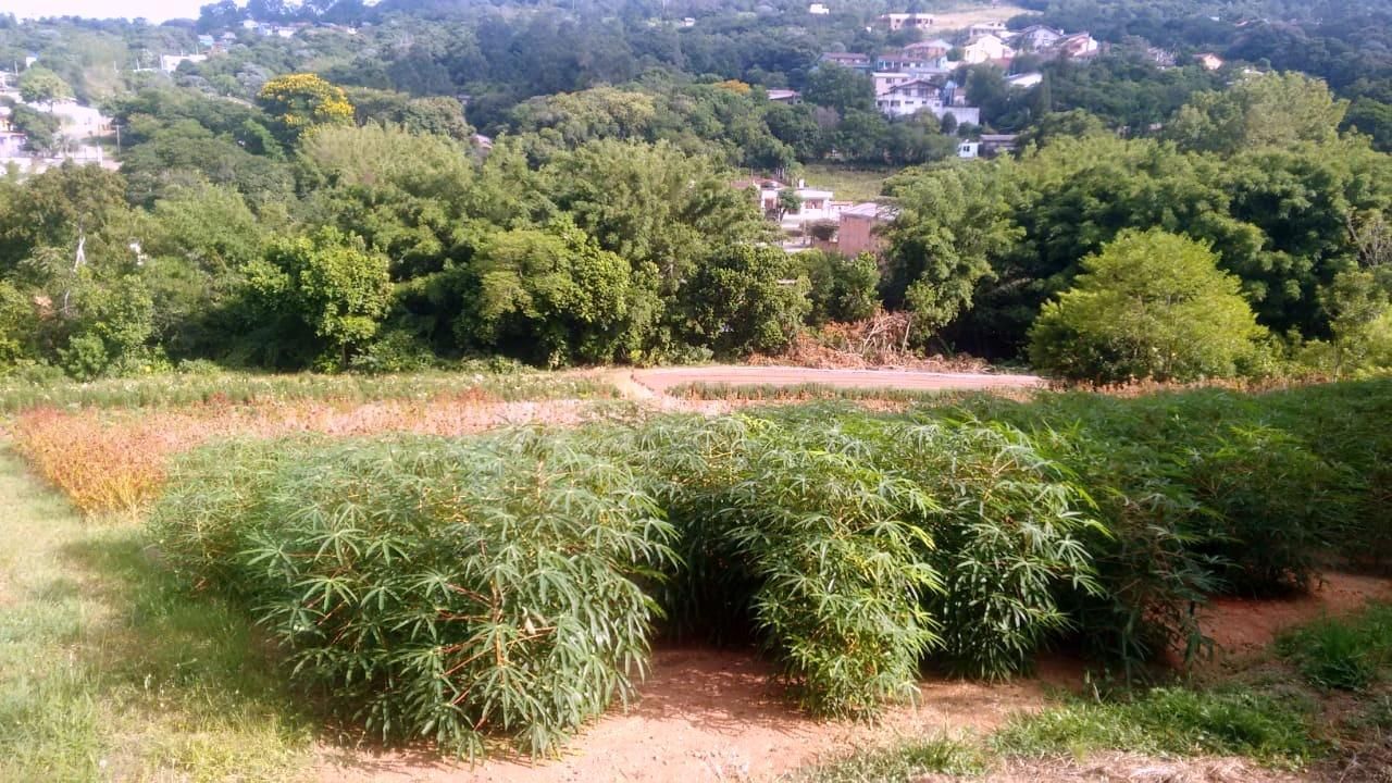 Terreno, 1 hectares - Foto 12