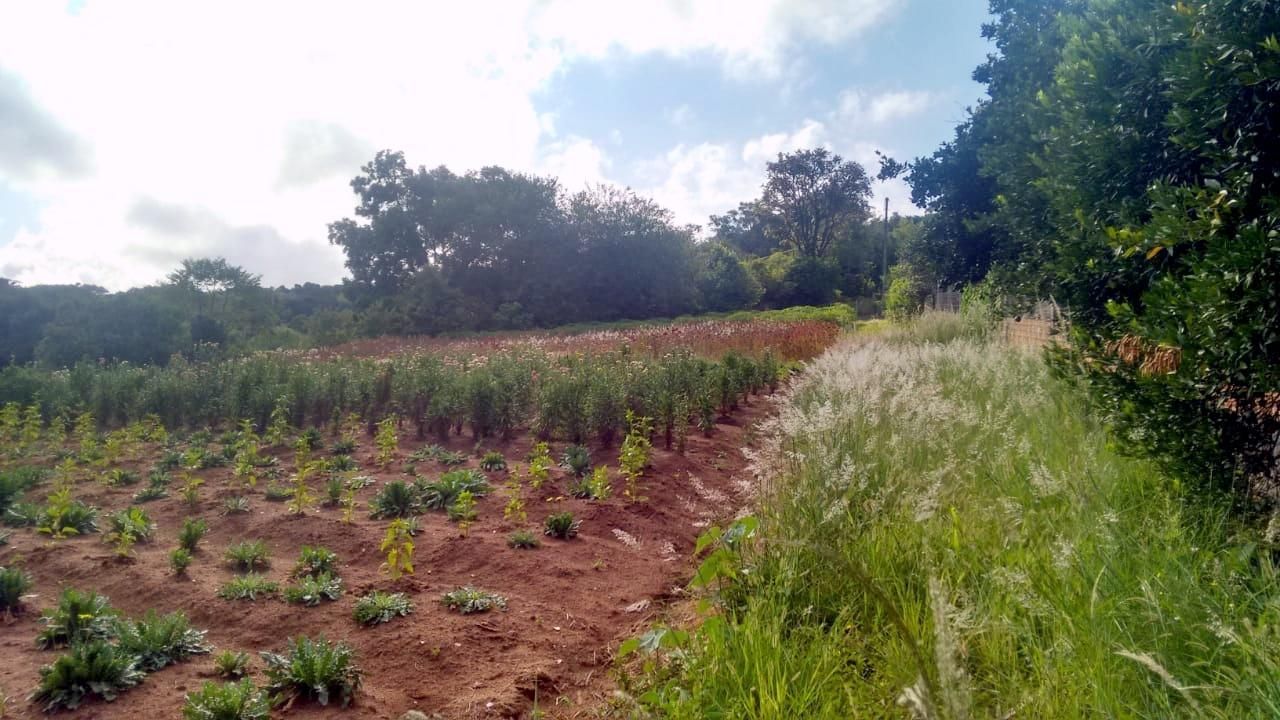 Terreno, 1 hectares - Foto 13