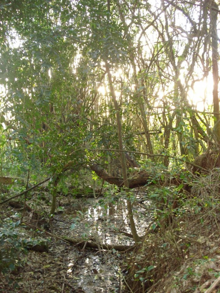 Terreno, 3750 m² - Foto 6