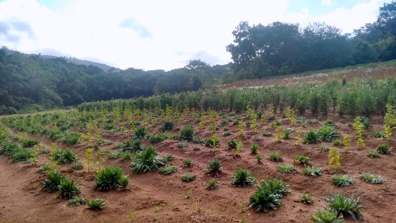 Terreno, 1 hectares - Foto 17