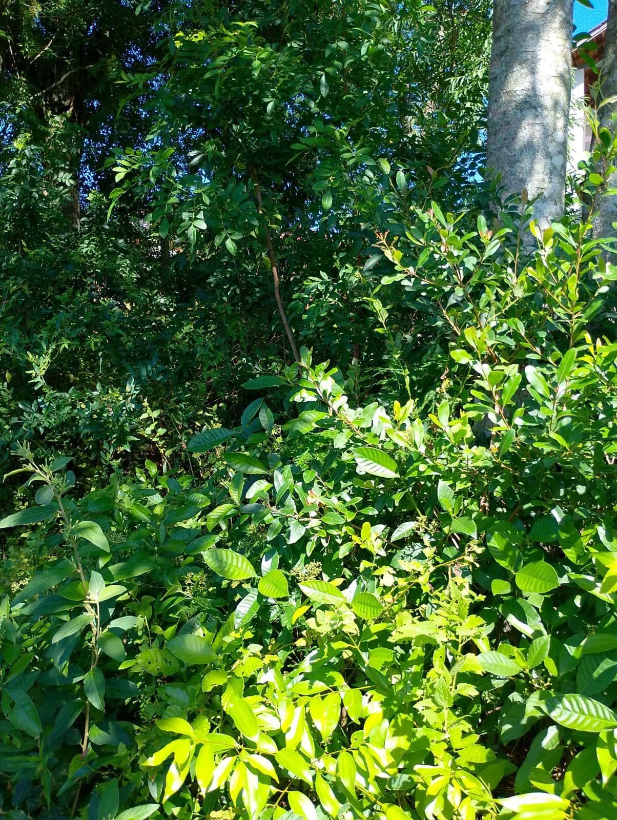 Terreno, 600 m² - Foto 6