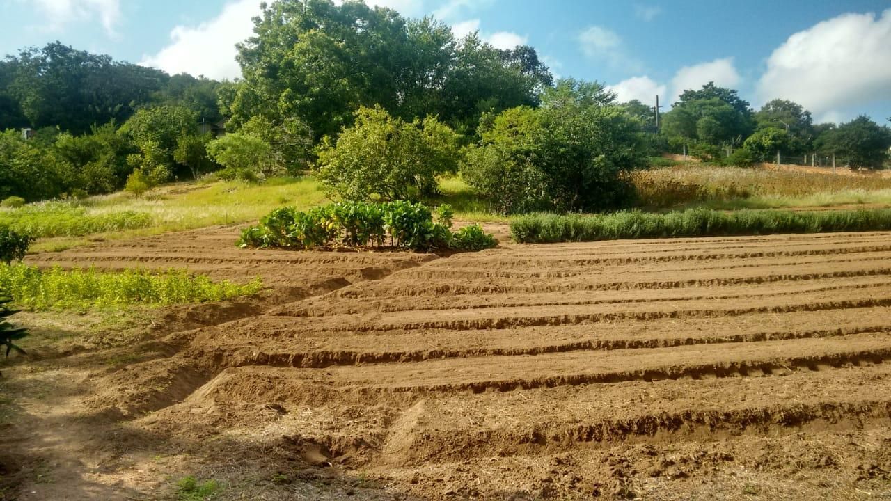 Terreno, 1 hectares - Foto 7