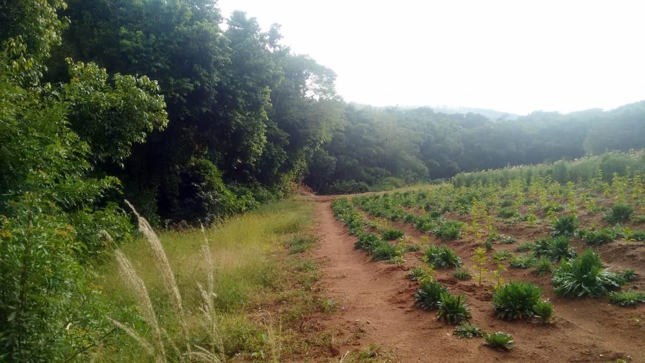 Terreno, 1 hectares - Foto 14