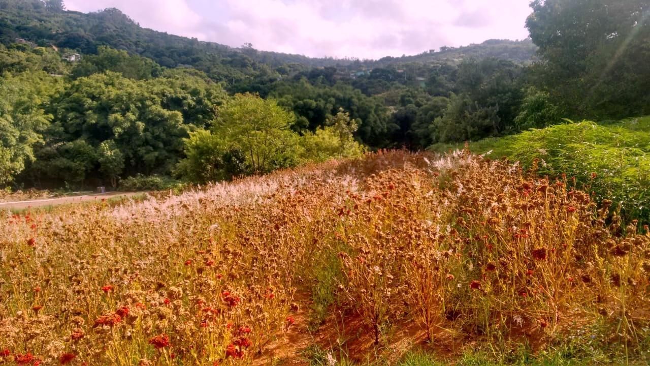 Terreno, 1 hectares - Foto 11