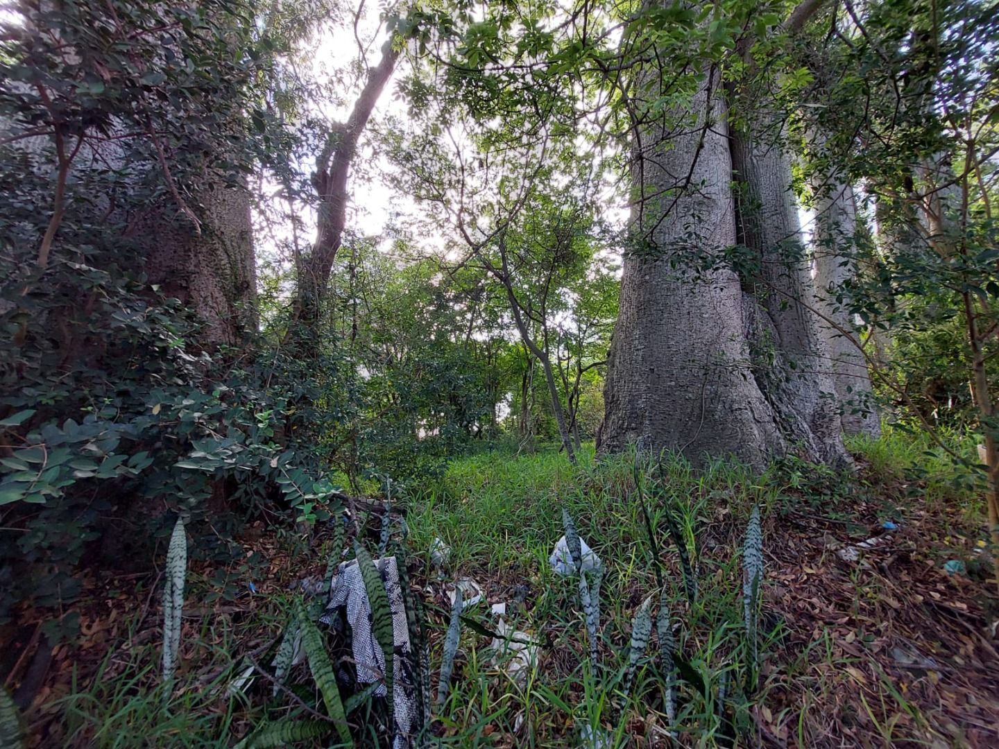 Terreno, 2747 m² - Foto 6