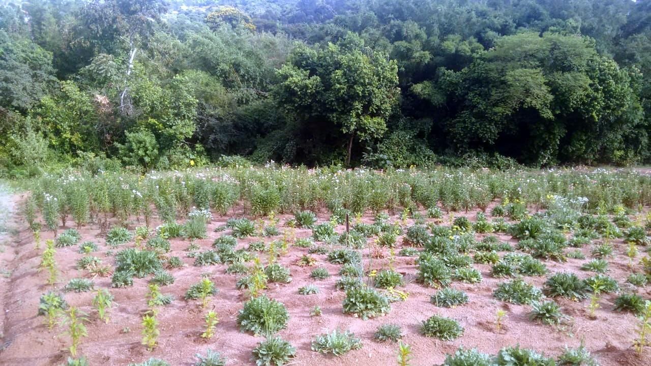 Terreno, 1 hectares - Foto 21