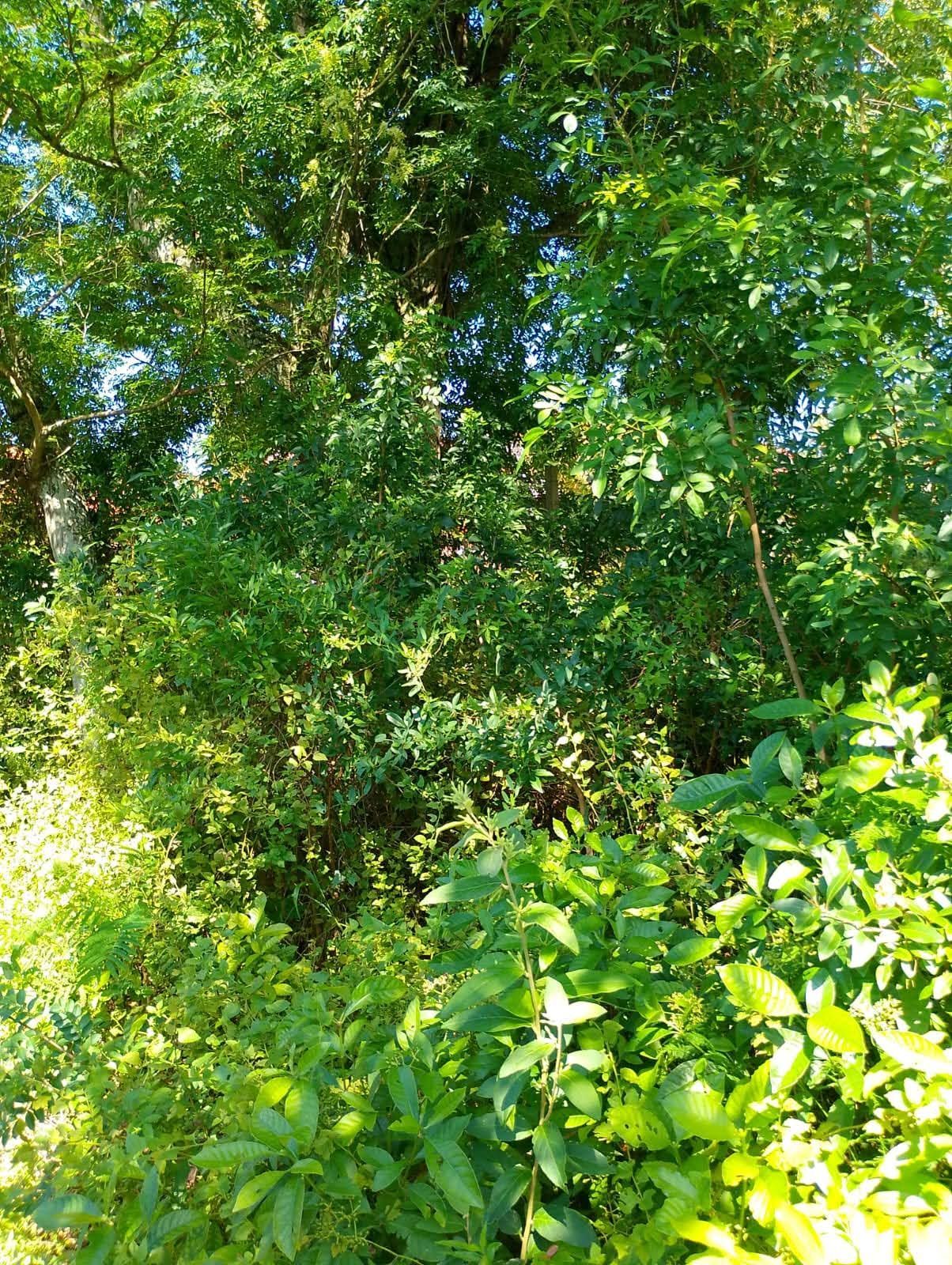 Terreno, 600 m² - Foto 17