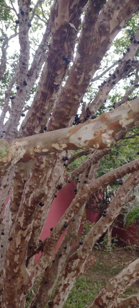 Casa, 3 quartos, 223 m² - Foto 36