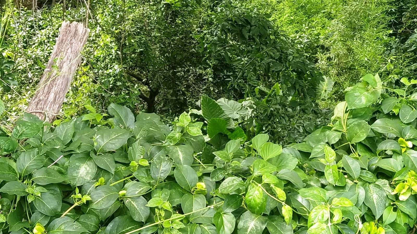 Terreno, 3597 m² - Foto 6