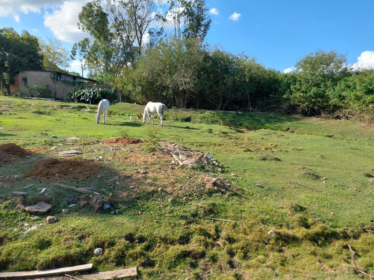 Casa, 4 quartos, 483 m² - Foto 33