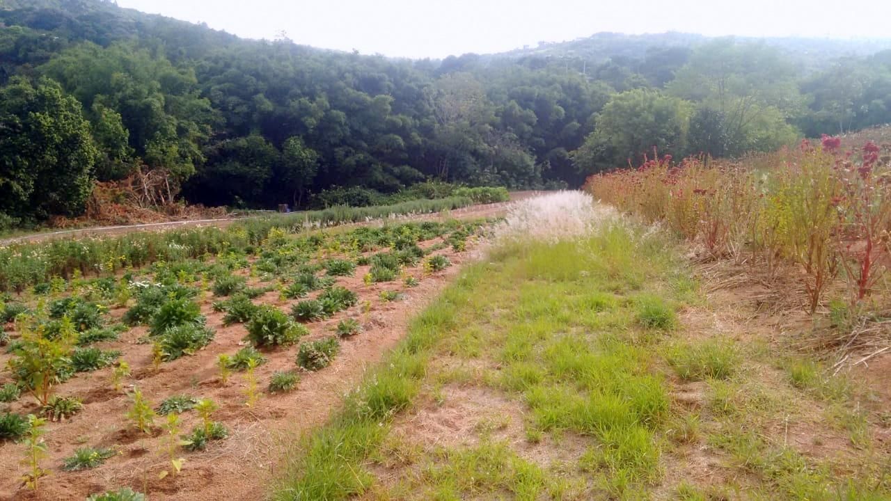 Terreno, 1 hectares - Foto 9