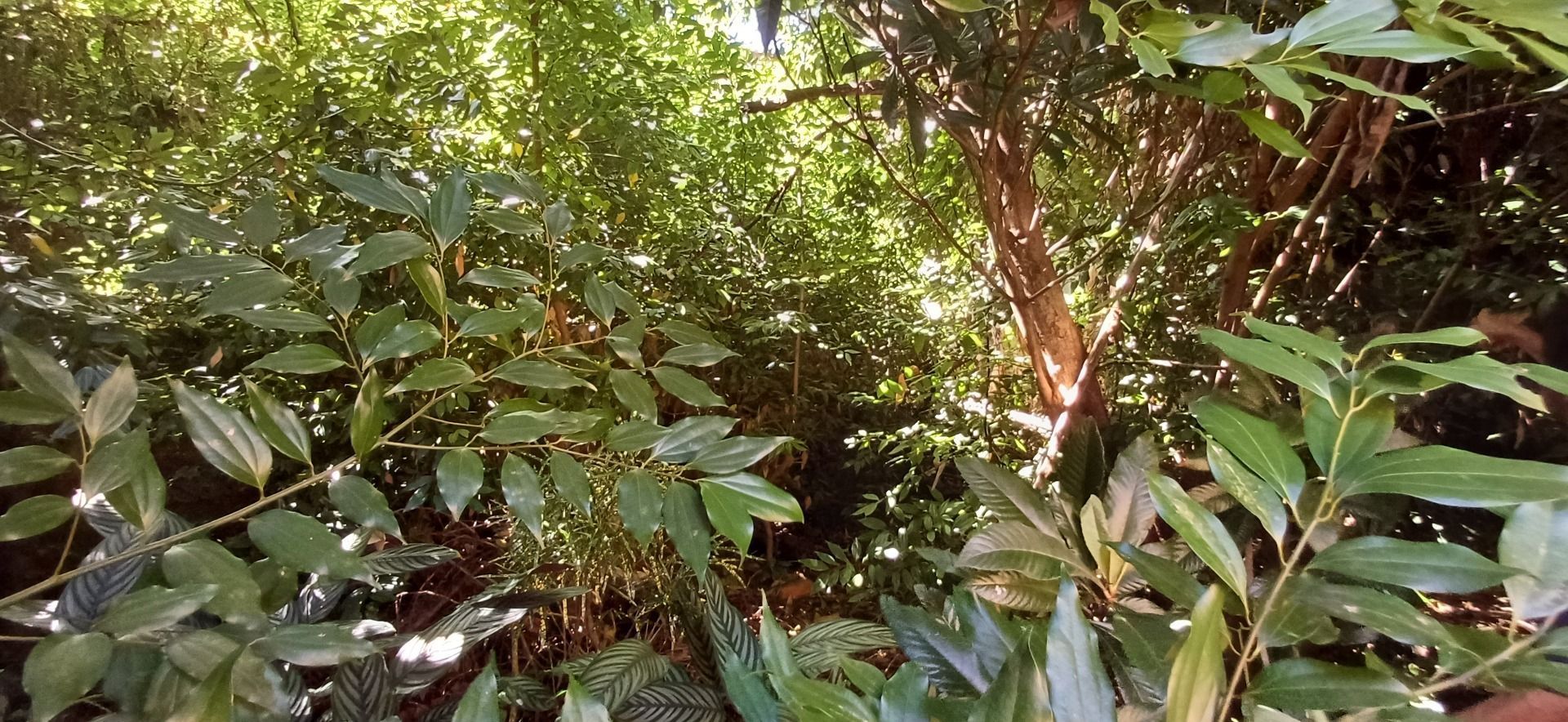 Terreno, 496 m² - Foto 7