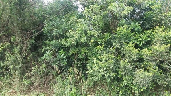 Terreno para Venda - 0m², 0 dormitórios, Restinga