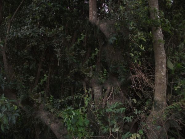 Terreno para Venda - 0m², 0 dormitórios, Hípica