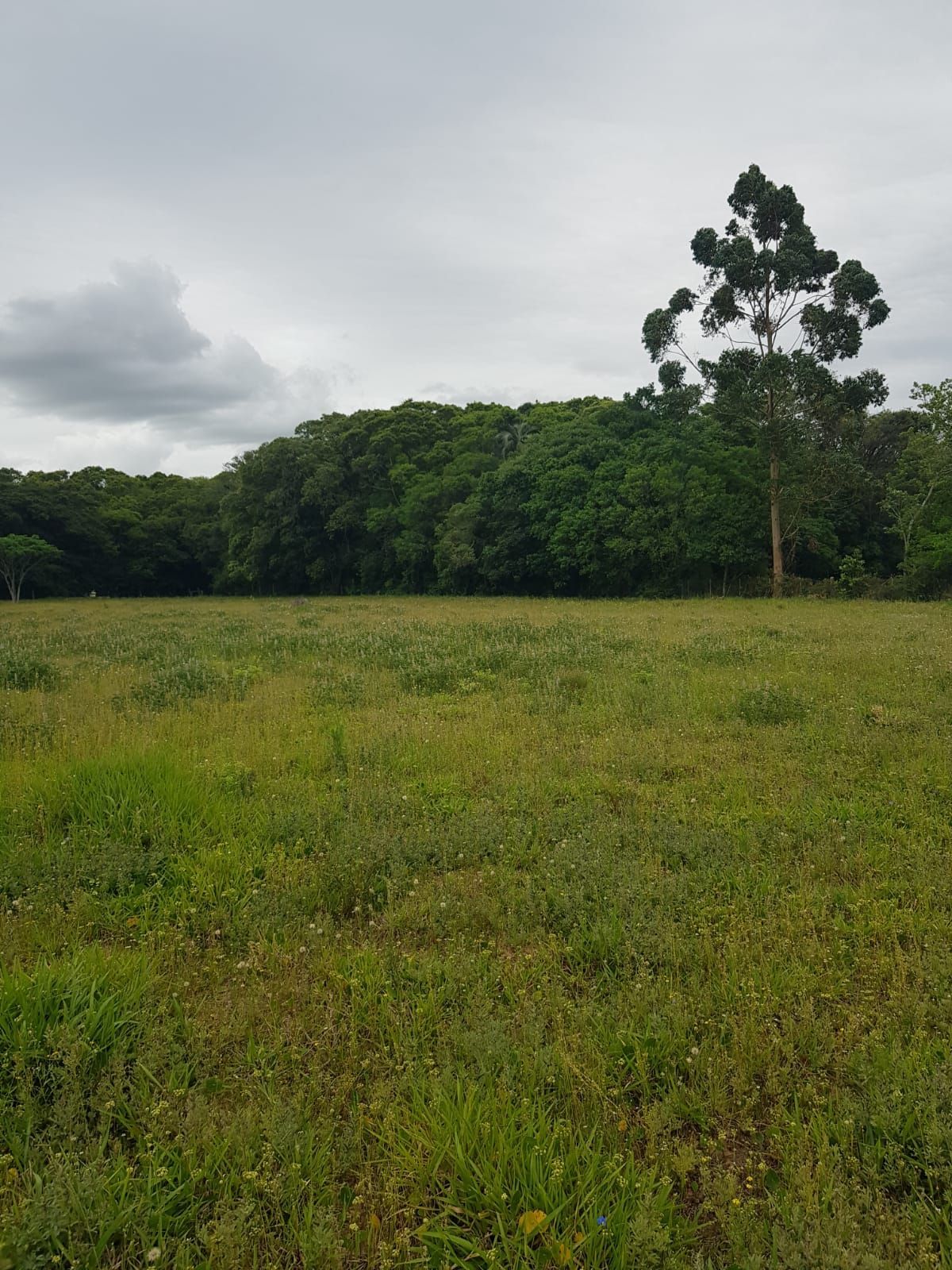 Sítio, 2 suítes, à venda, 120 m², Águas Claras - Viamão — foto 4