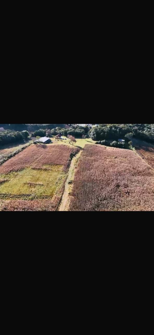 Terreno, à venda, Área Rural - Bento Gonçalves — foto 2