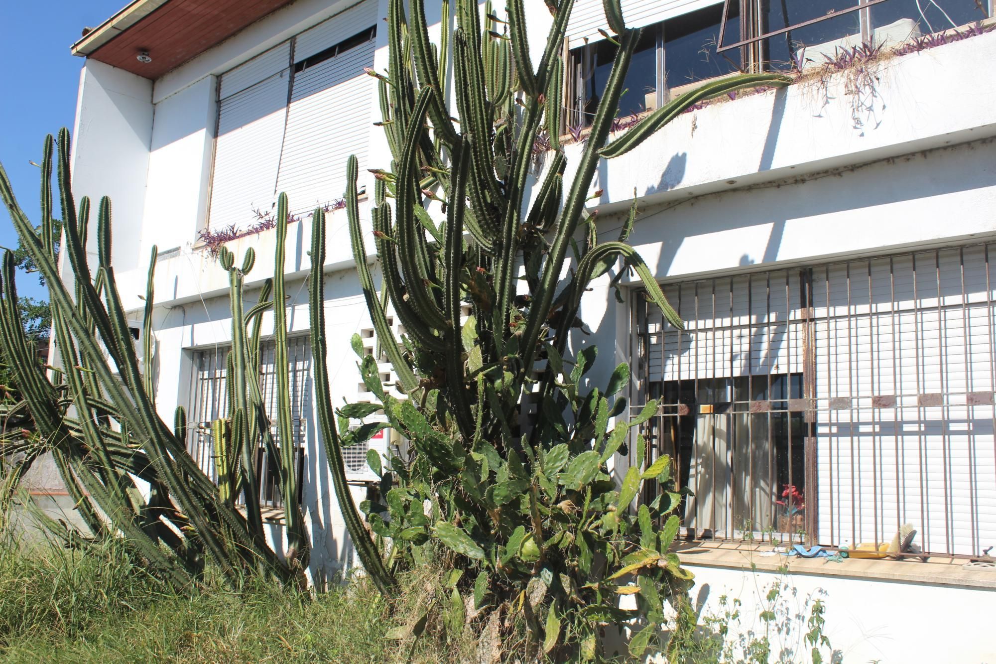 Casa, 4 quartos, 506 m² - Foto 14