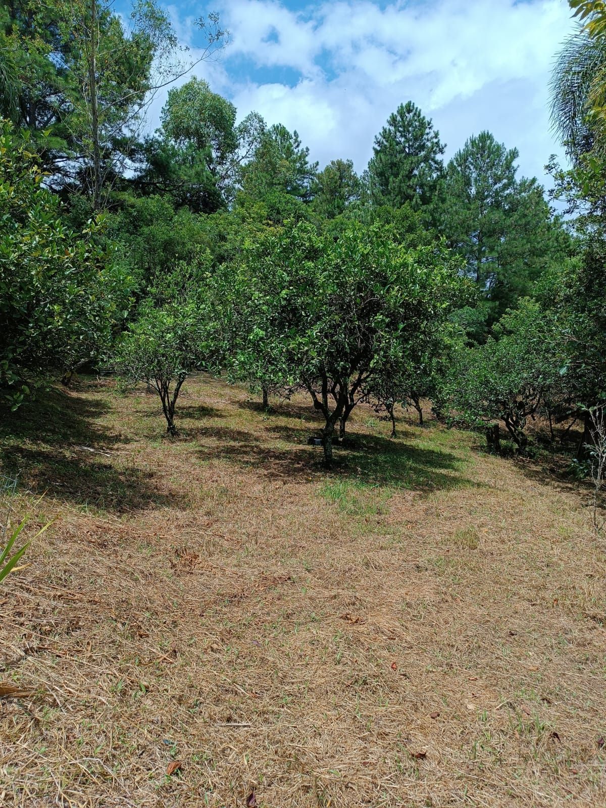 Sítio à venda com 3 quartos, 16999m² - Foto 22