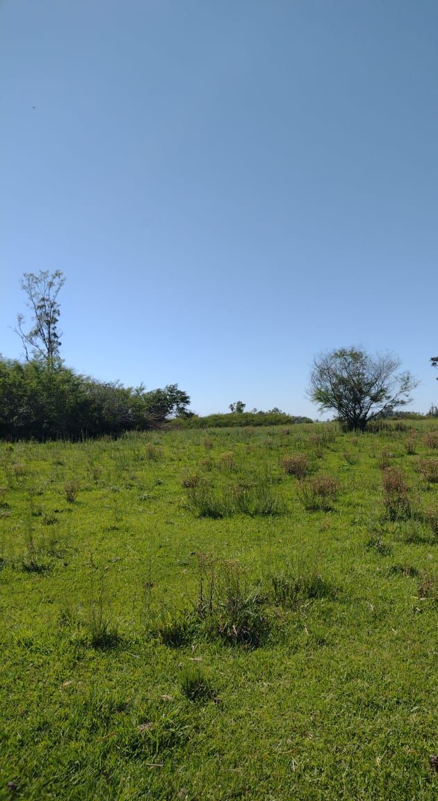 Chácara, 2 hectares - Foto 2