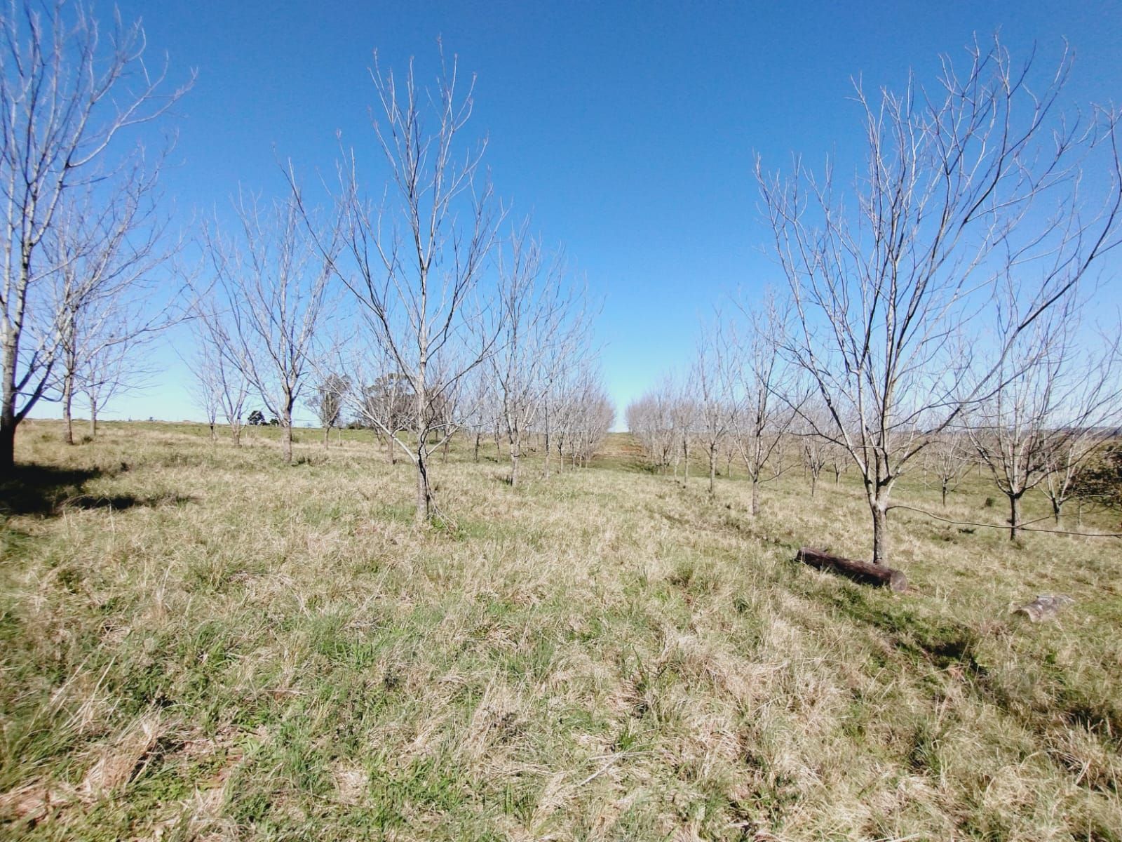 Sítio, 3 quartos, 2 hectares - Foto 15