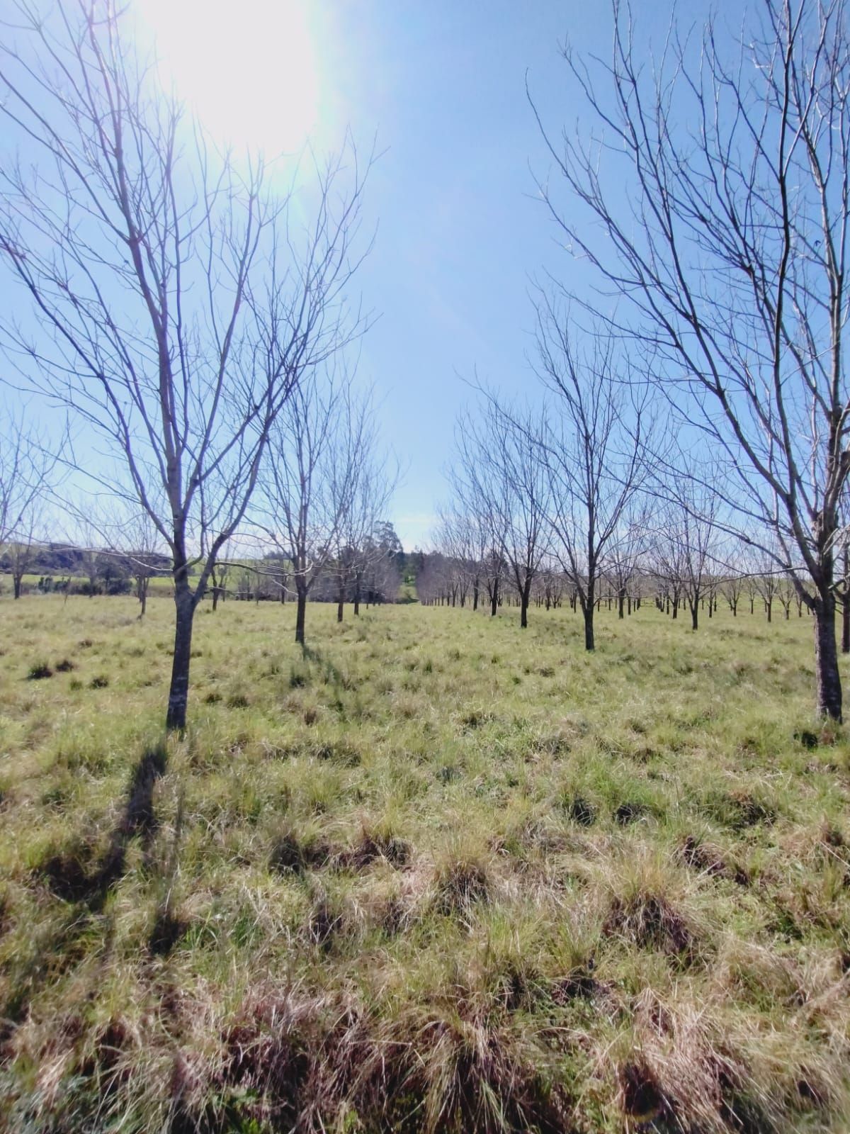 Sítio, 3 quartos, 2 hectares - Foto 14