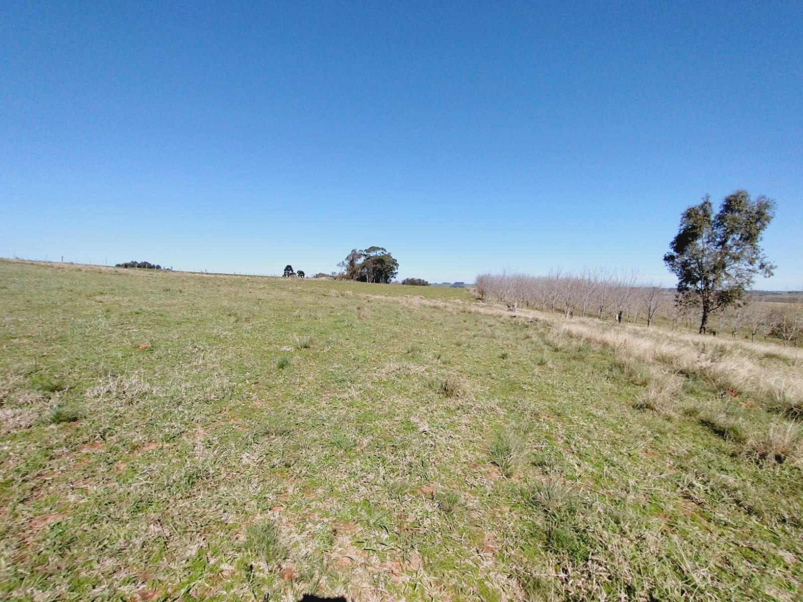 Sítio, 3 quartos, 2 hectares - Foto 17