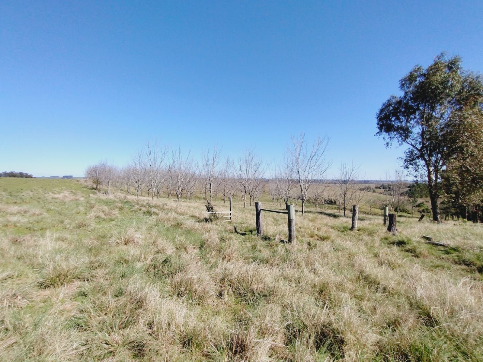 Sítio, 3 quartos, 2 hectares - Foto 16