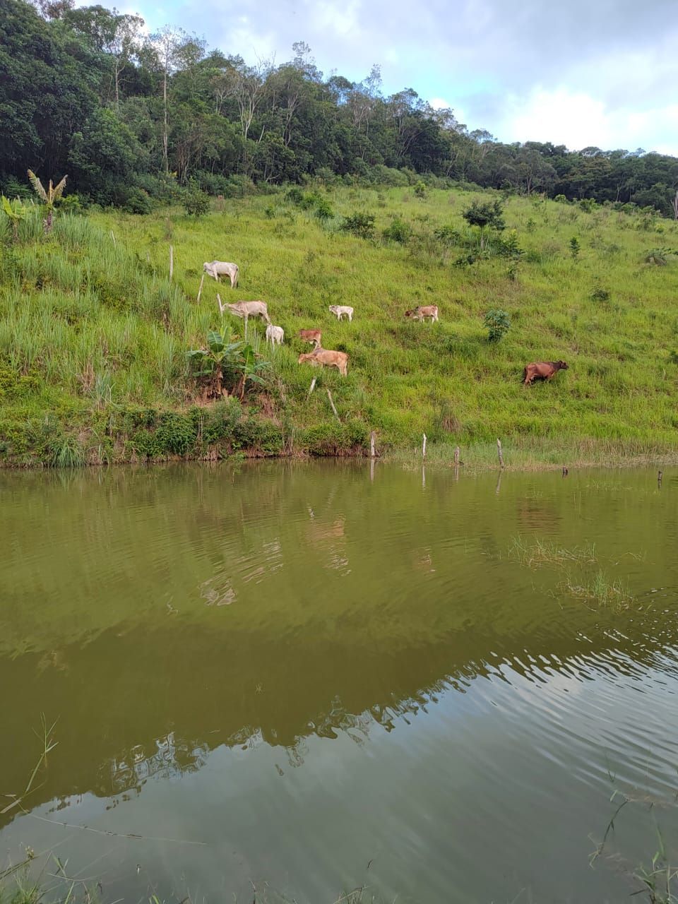 Fazenda à venda com 3 quartos, 36600m² - Foto 11