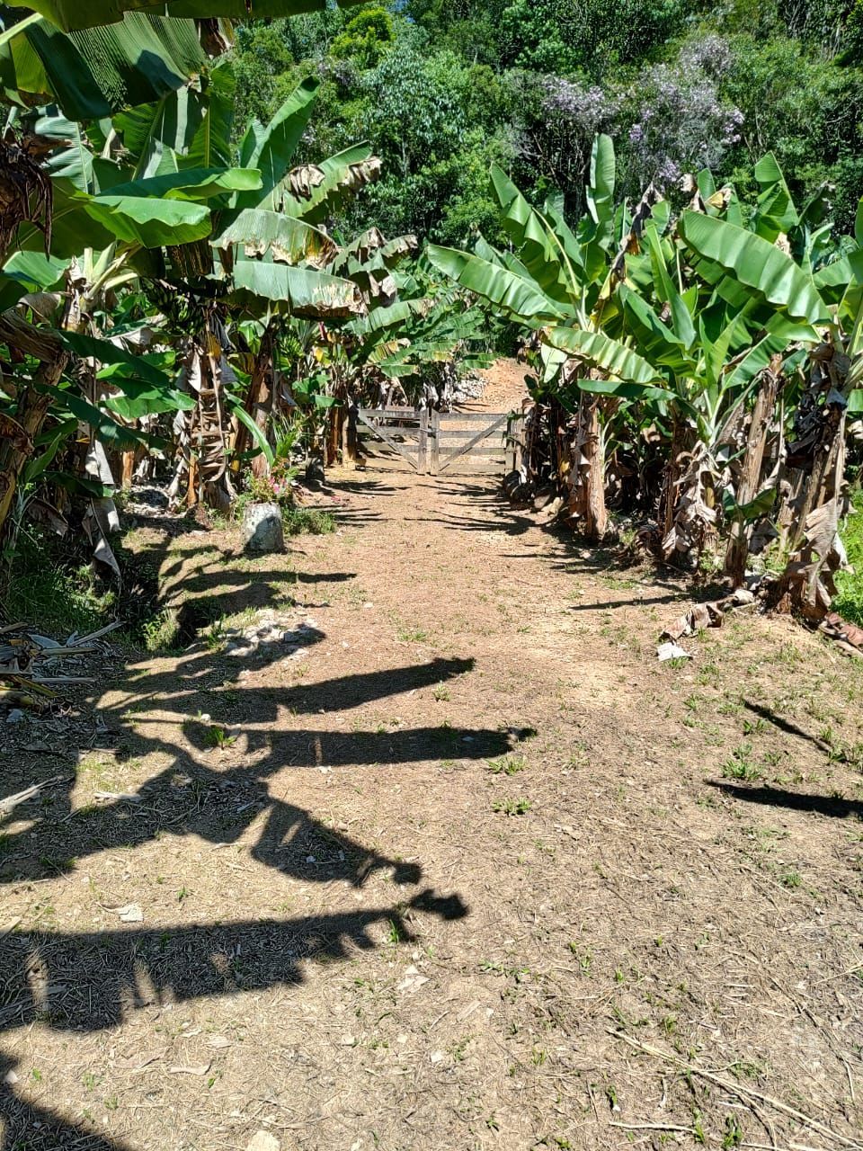 Fazenda à venda com 3 quartos, 36600m² - Foto 6