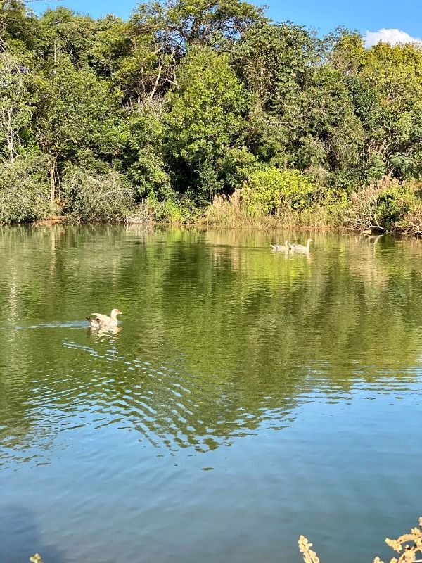 Fazenda à venda com 4 quartos, 330000m² - Foto 12