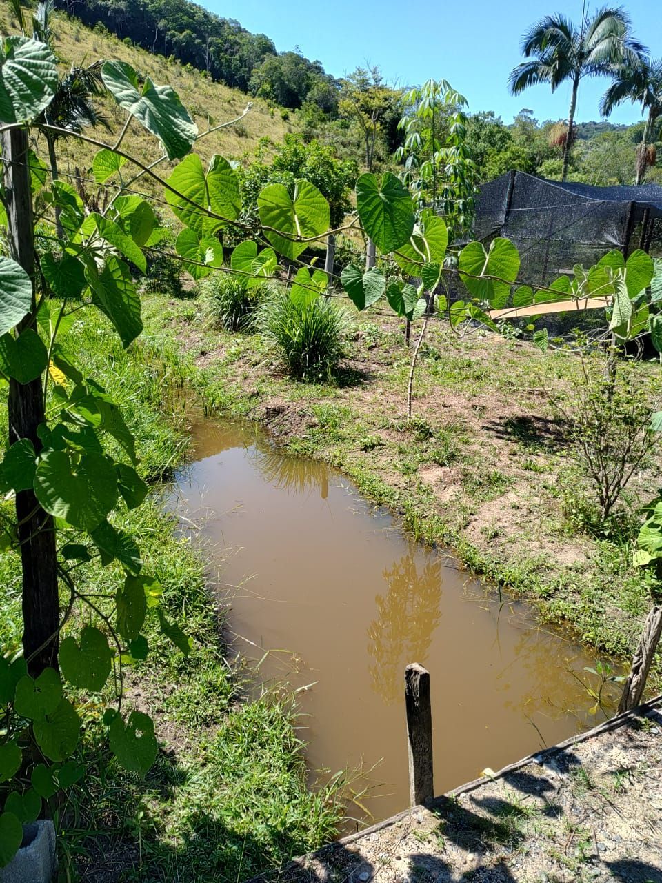 Fazenda à venda com 3 quartos, 36600m² - Foto 16