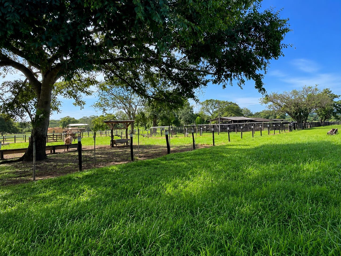 Fazenda, 363 hectares - Foto 4