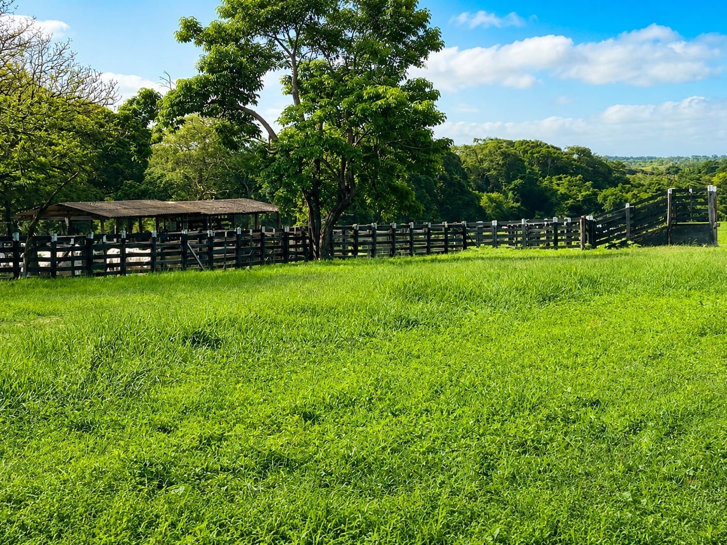 Fazenda, 363 hectares - Foto 8
