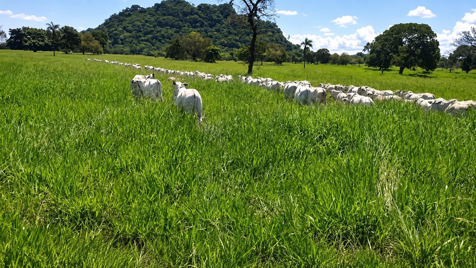 Fazenda, 363 hectares - Foto 12